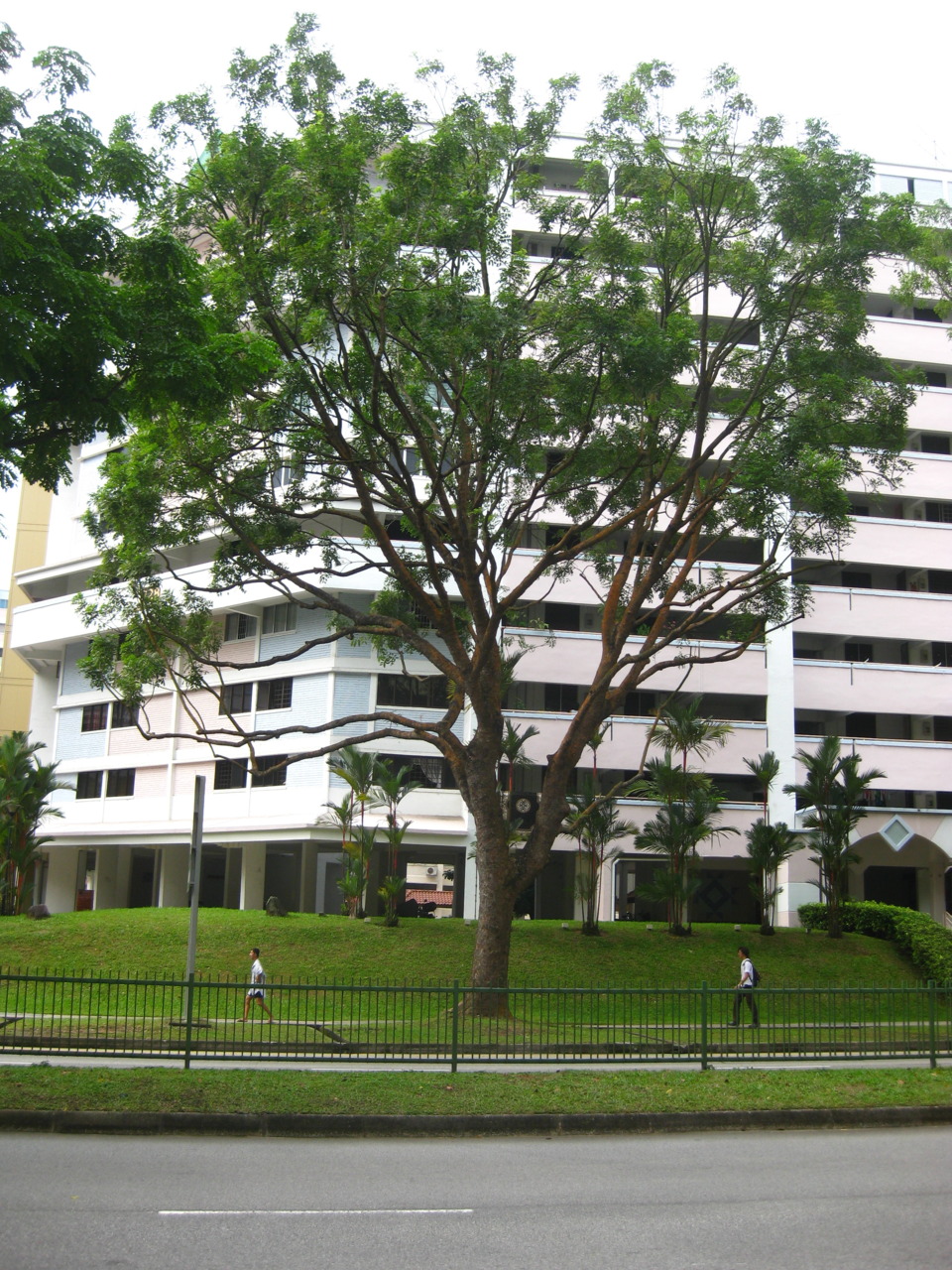 一直很喜歡新加坡的行道樹，非常大棵。